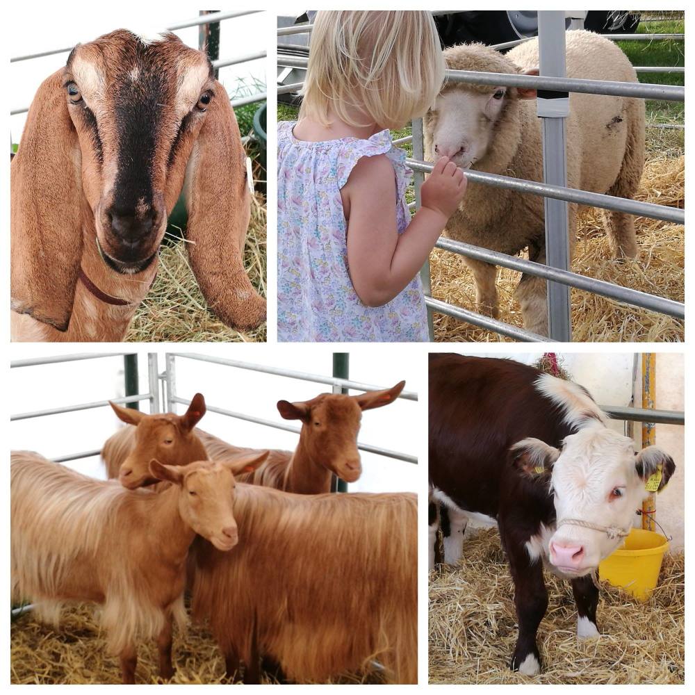 fotor dorset county show animals 2