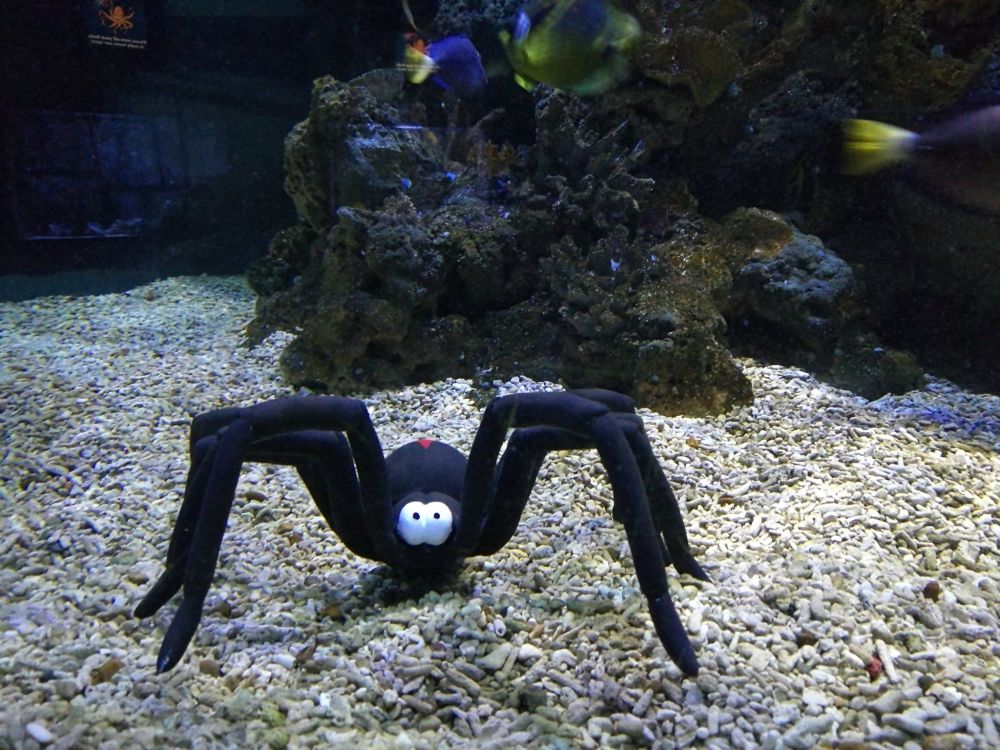 Sealife Halloween 5