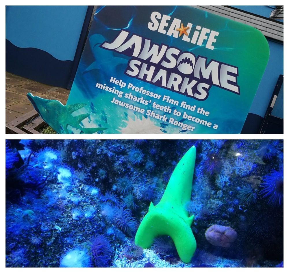 BeFunky Sealife Jawsome Sharks 1