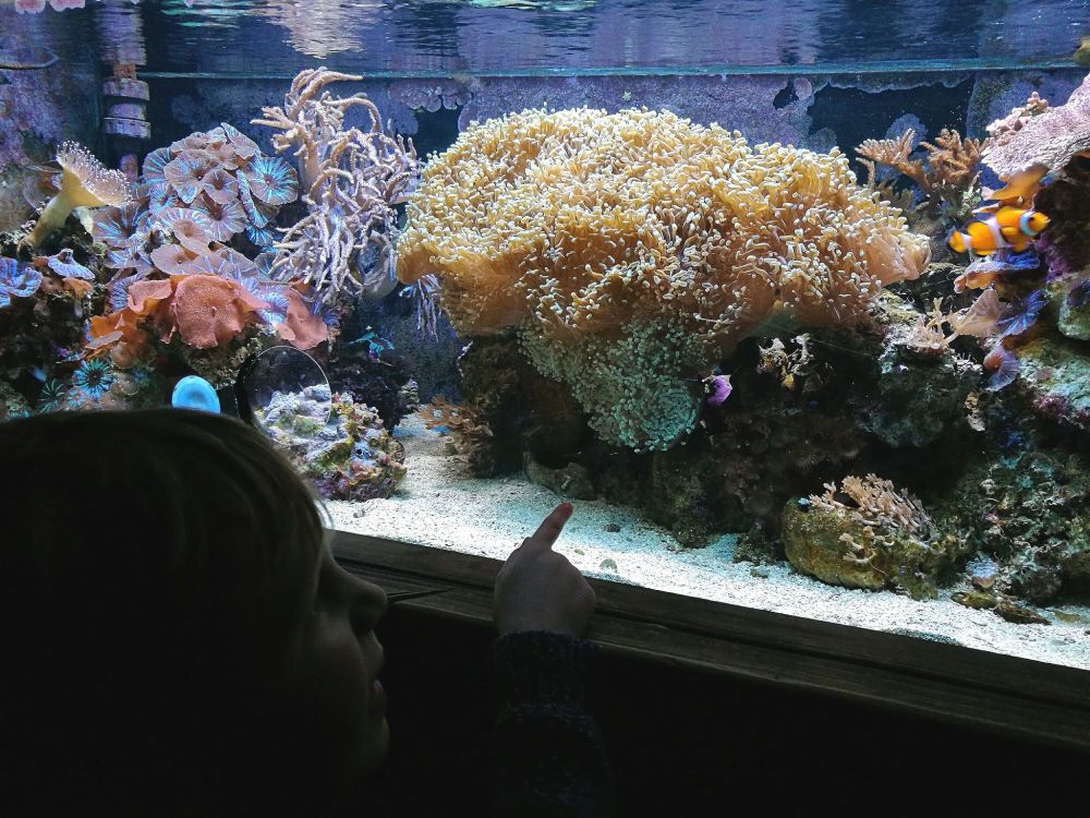 Sealife Jawsome Sharks Feb 9