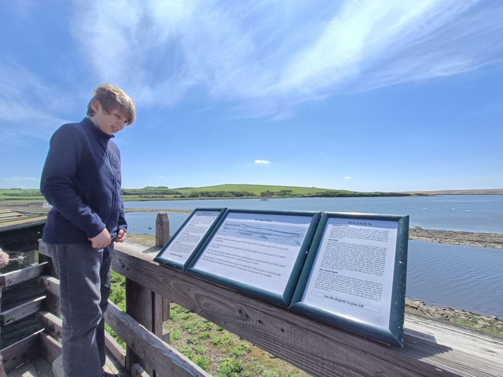 Abbotsbury Swannery Visit May 2023 11