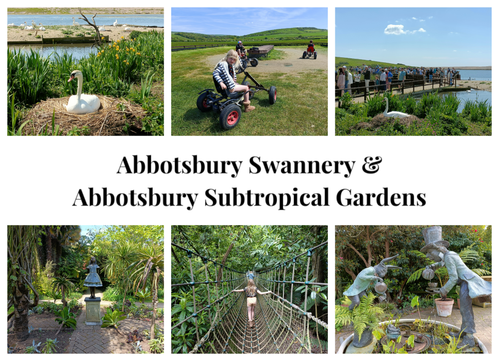 Abbotsbury Swannery 2023 Collage
