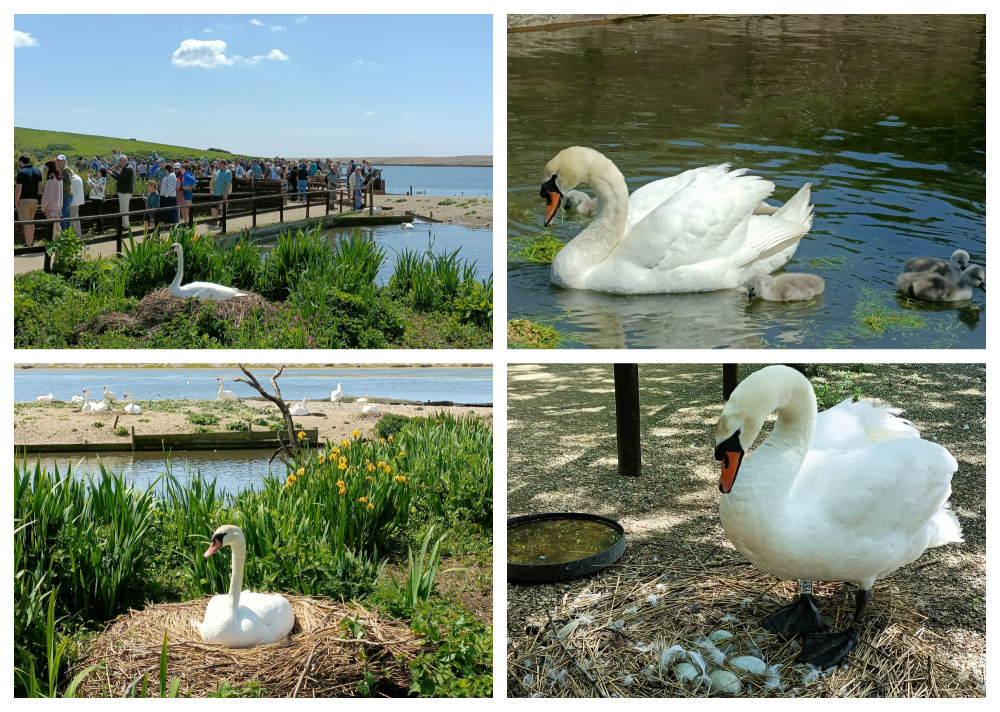 Abbotsbury Swannery 2023 Collage 2