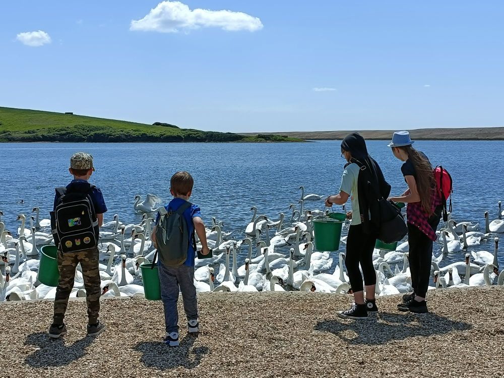 Abbotsbury Swannery Visit May 2023 19