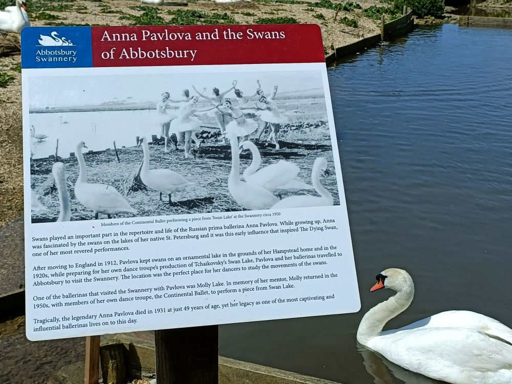 Abbotsbury Swannery Visit May 2023 20