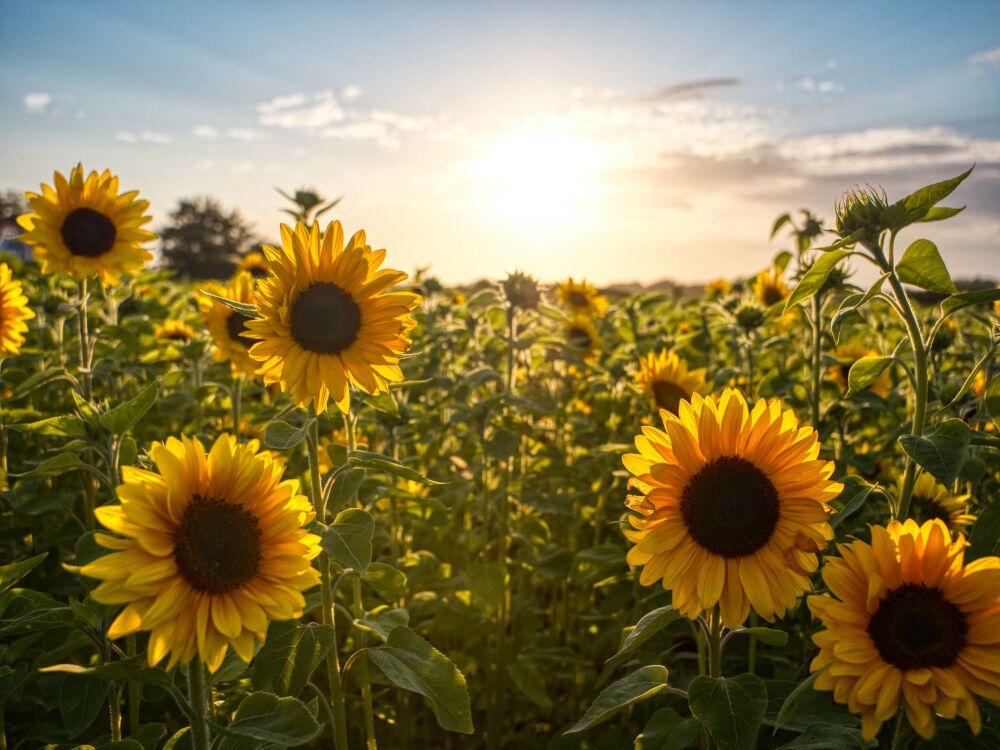 Unsplash Sunflower allyson-beaucourt-8bEMXJ_NwF4-unsplash