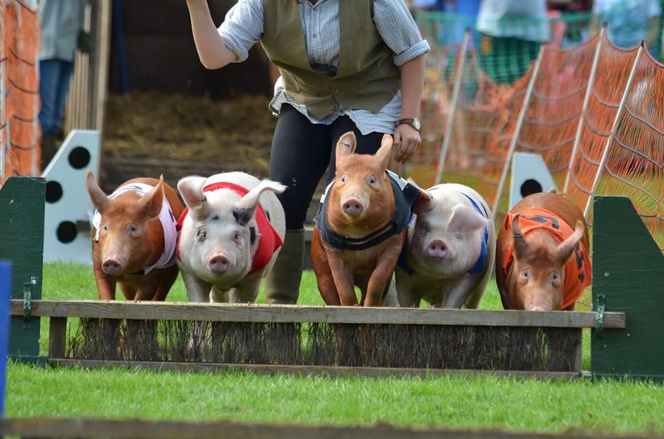 June 8 and 9 Spring Countryside Show racing pigs 2024