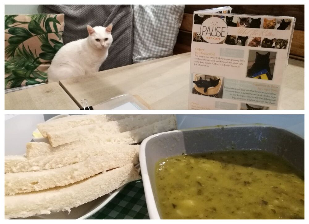 PAUSE CAT CAFE BOURNEMOUTH BLOG