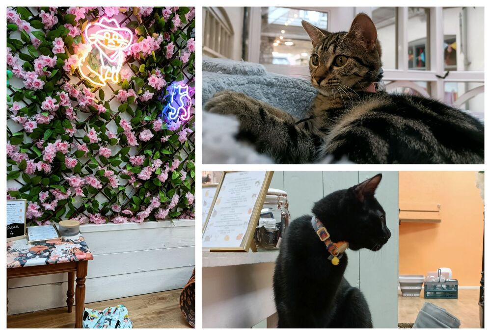 TABBY TERRACE CAT CAFE BLOG 1