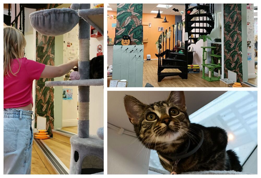 TABBY TERRACE CAT CAFE BLOG 2