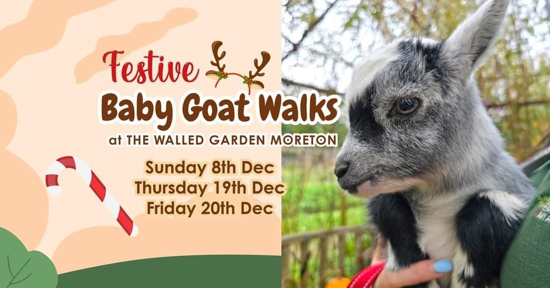 Dec Walled garden baby goats 2024