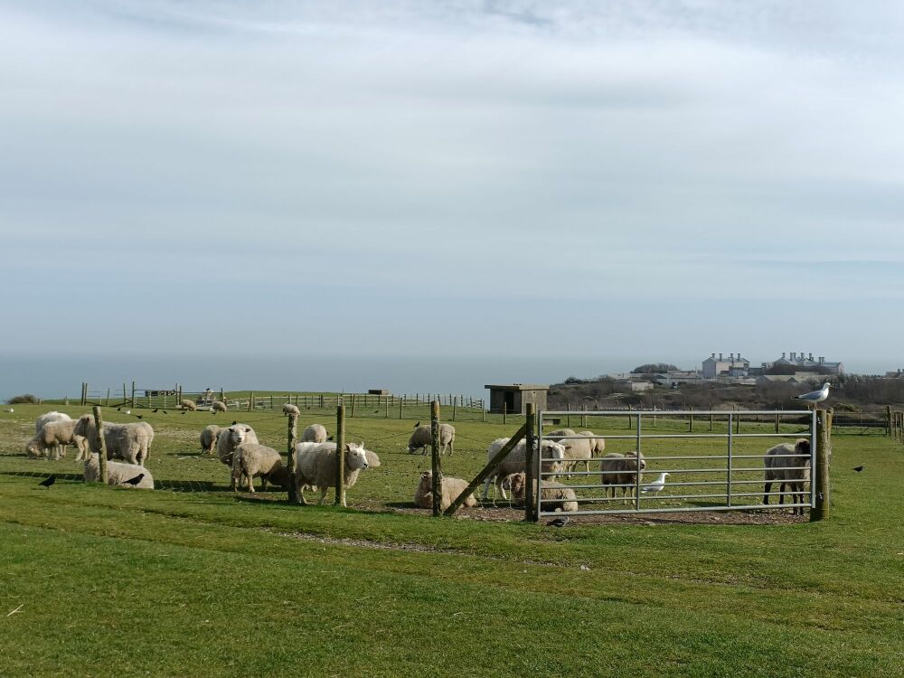Fancys Farm Portland Dorset DM