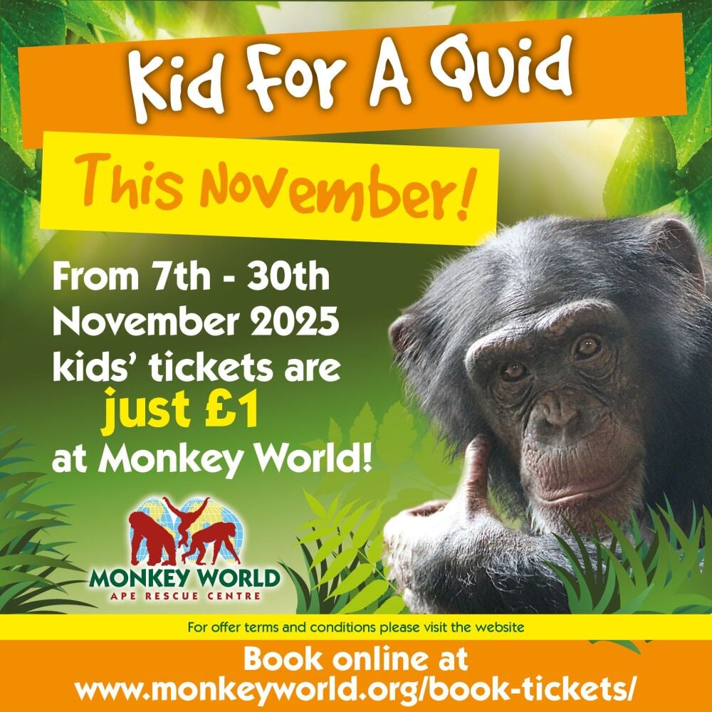 Nov Monkey World Kid 4 Quid 2025 Nov Monkey World Kid 4 Quid 2025