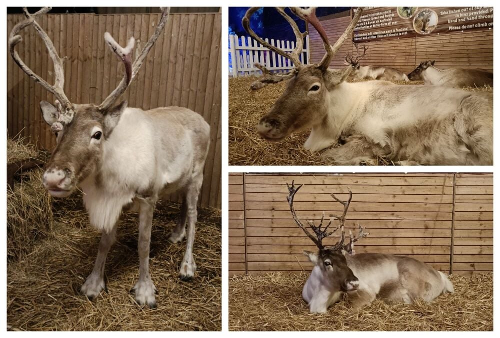 NUTLEY FARM CHRISTMAS LIGHTS DORSET 6