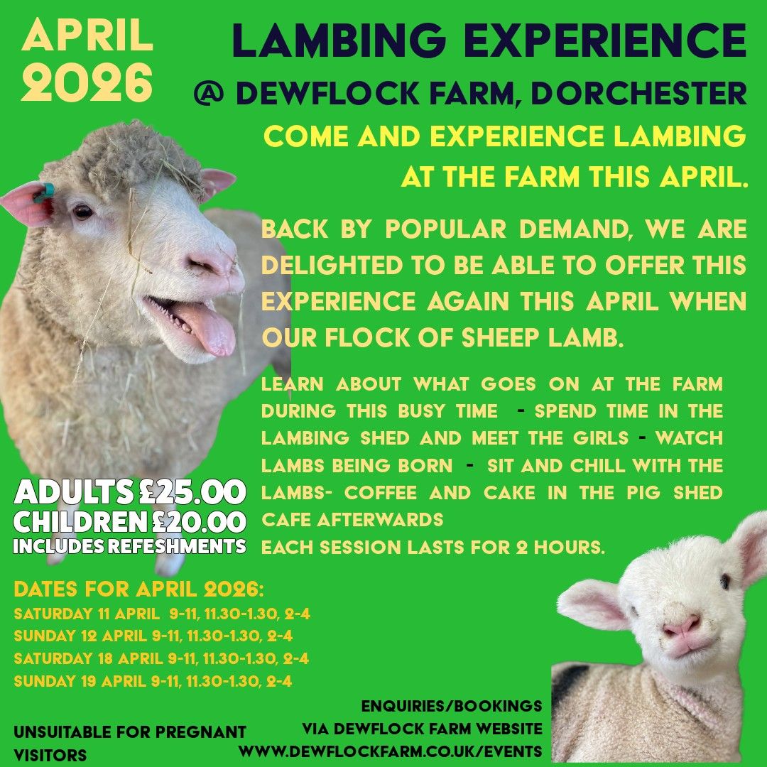 Apr Dewflock Farm Lambing 2026
