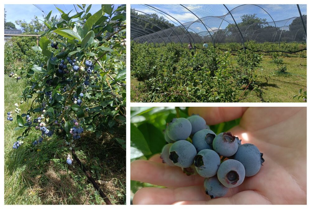 BROTHERS FARM BLUEBERRY PICKING WIMBORNE BLOG 3