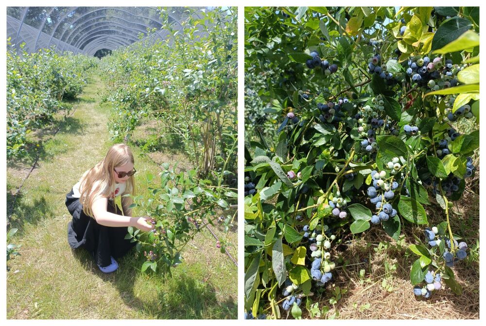 BROTHERS FARM BLUEBERRY PICKING WIMBORNE BLOG 2