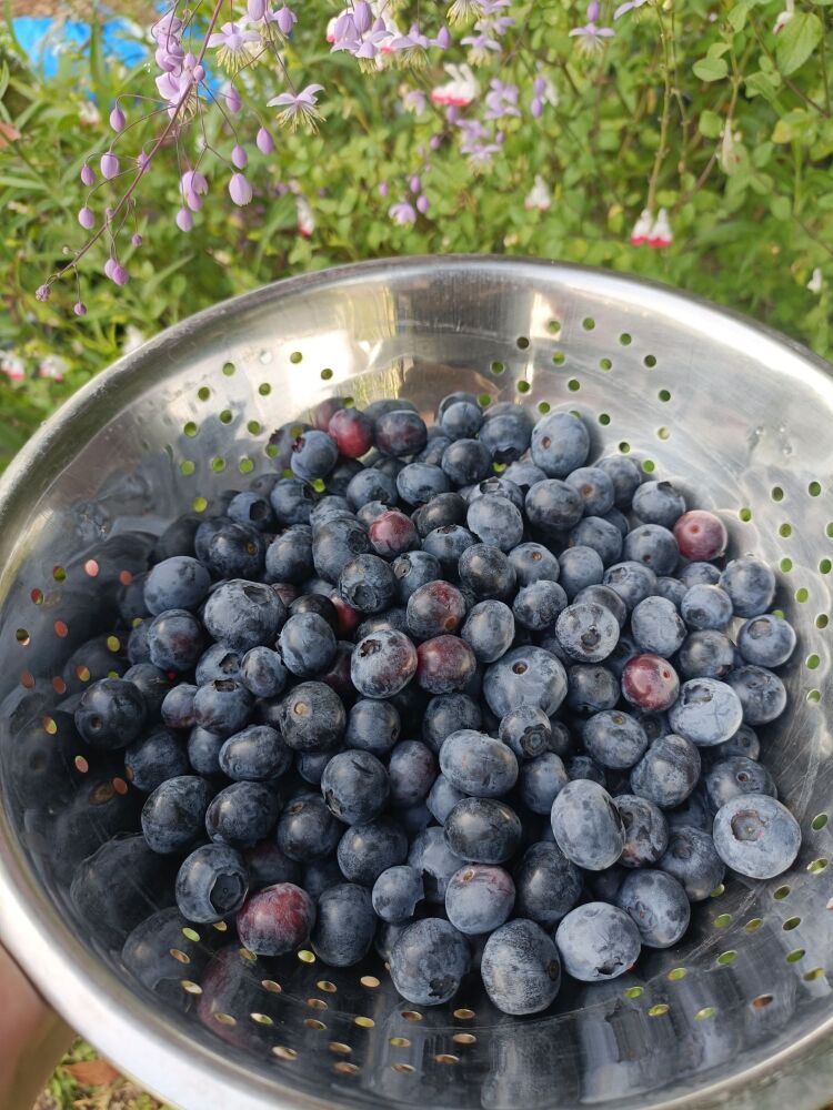 BROTHERS FARM BLUEBERRY PICKING WIIMBORNE BLOG 6