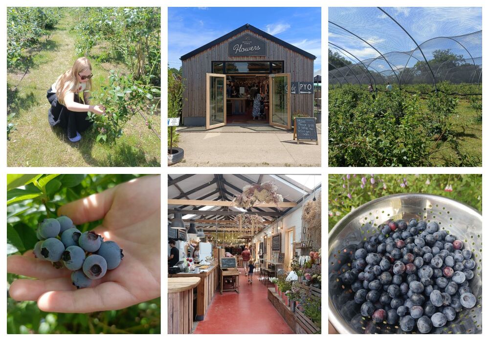 BROTHERS FARM BLUEBERRY PICKING WIMBORNE BLOG 7