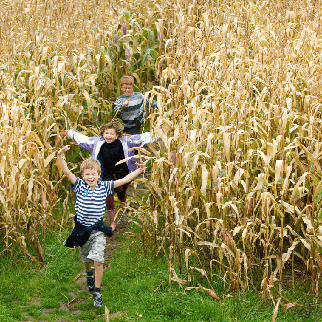 Farmer Palmers Blog Maize Maze Farmer Palmers Blog Maize Maze