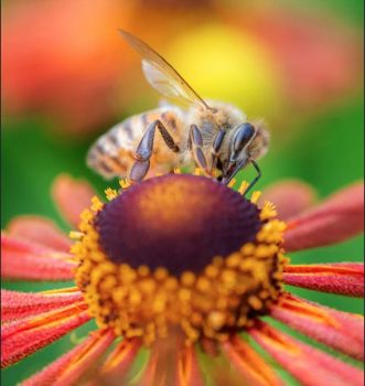 Bee on Helenium Bee on Helenium