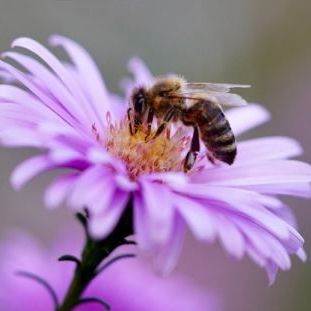 Bee image 12