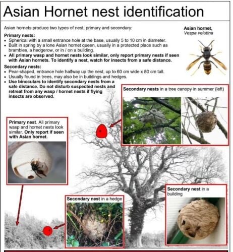 AH Nest ID
