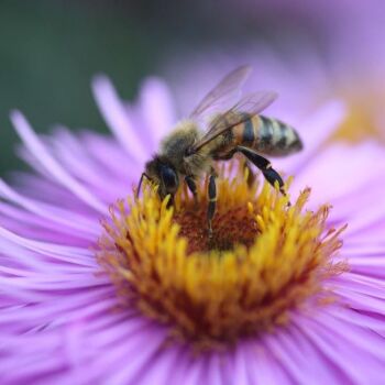 Bee on aster