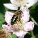 bee on blackberry