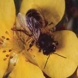 bee June