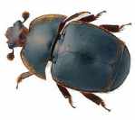 small-hive-beetle