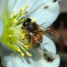 bee on christmas rose