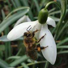 bee on snowdrop2