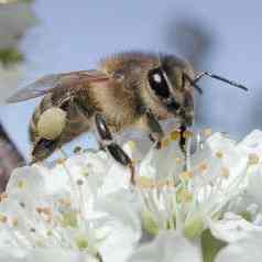 bee on apple blossom bee on apple blossom