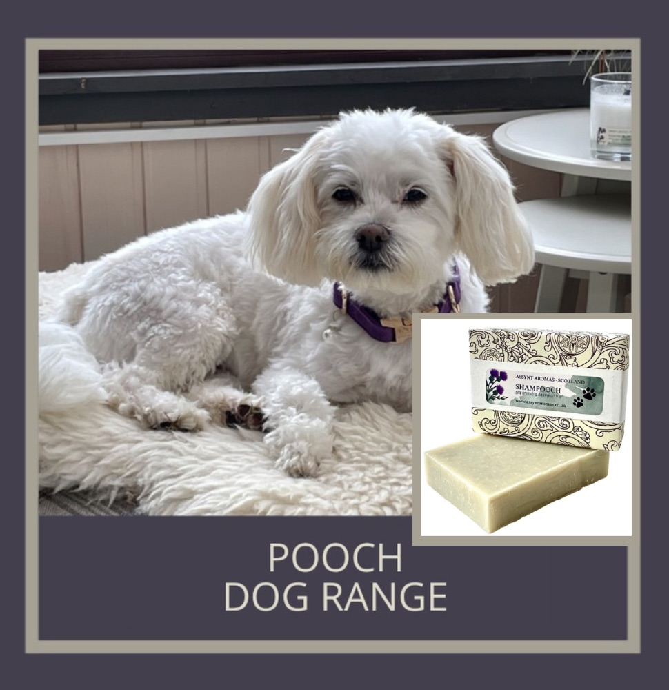 ðŸ¾ POOCH DOG RANGE