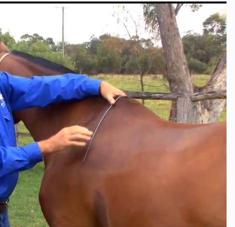 Saddle fitting wither tracing
