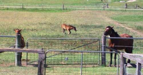 windsucking mare and foal