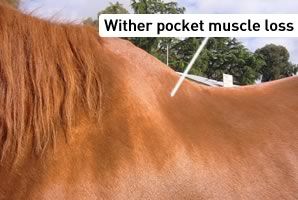 wither pocket muscle loss