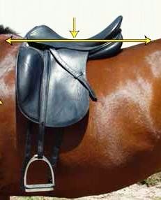 Saddle Fitting Guide - Horse - Rider