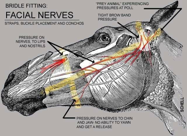 Facial nerves on the horse