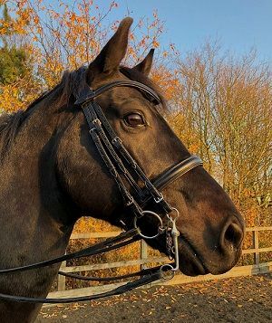 Saturn Double Bridle