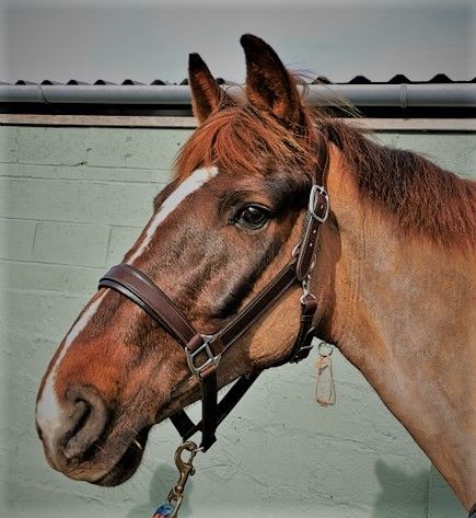 Anatomical Leather Headcollars