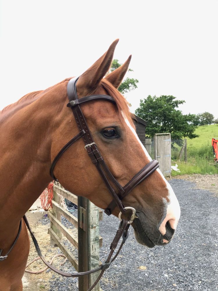 anatomical headpiece bridle