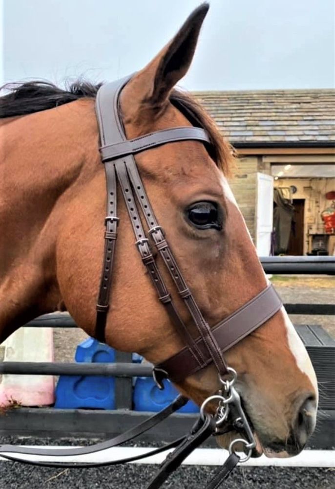 Anatomical Double bridles Comfort Bridles HS
