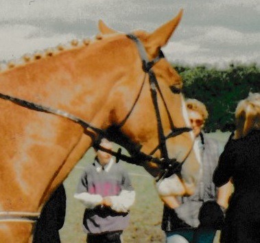 This photo is wrong for bridle fitting