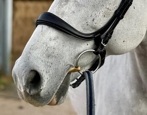 Anatomical noseband