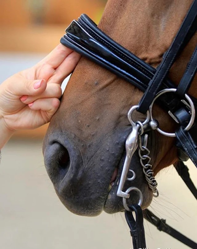 2 finger noseband rule
