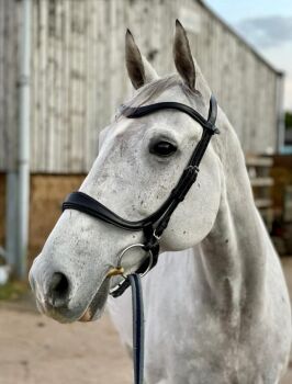 Avante Anatomical Economy Bridle