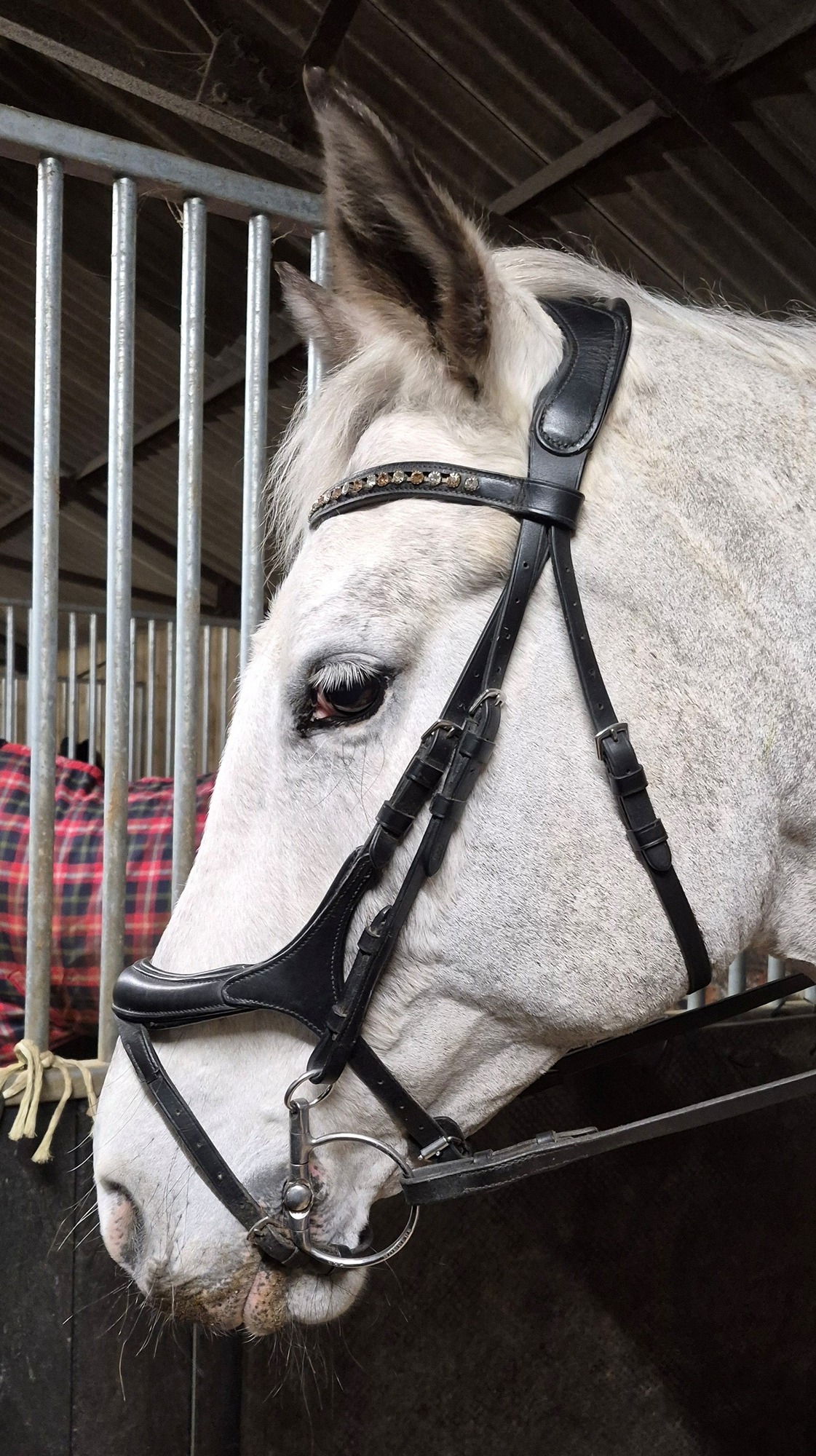 An Anatomical Bridle that does not fit