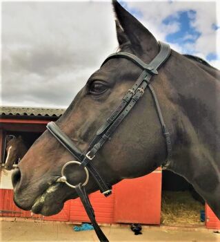 Saturn Economy Noseband